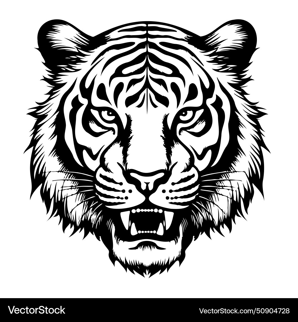 Tiger head growling sketch hand drawn in doodle Vector Image