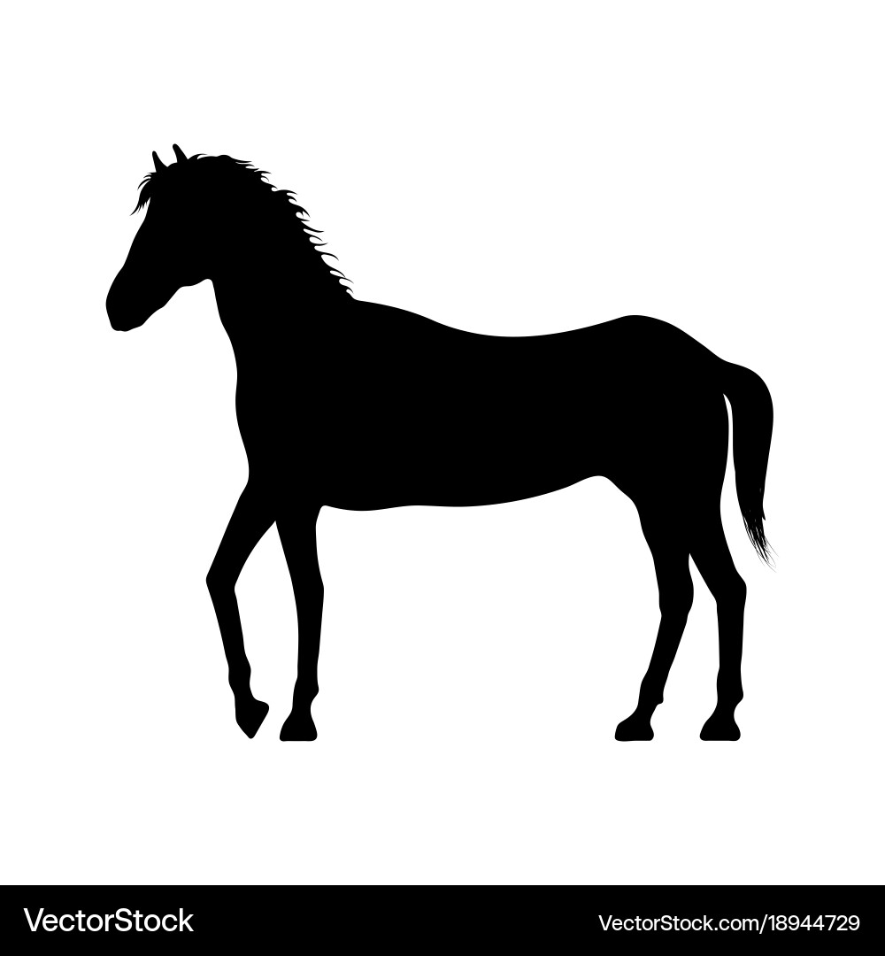 Black silhouette of horse on white background Vector Image