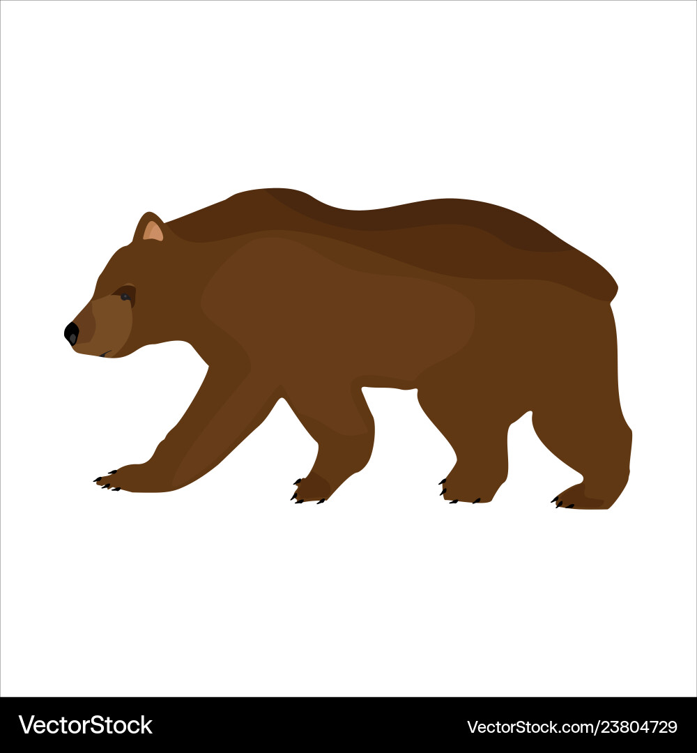 Brown bear Royalty Free Vector Image - VectorStock