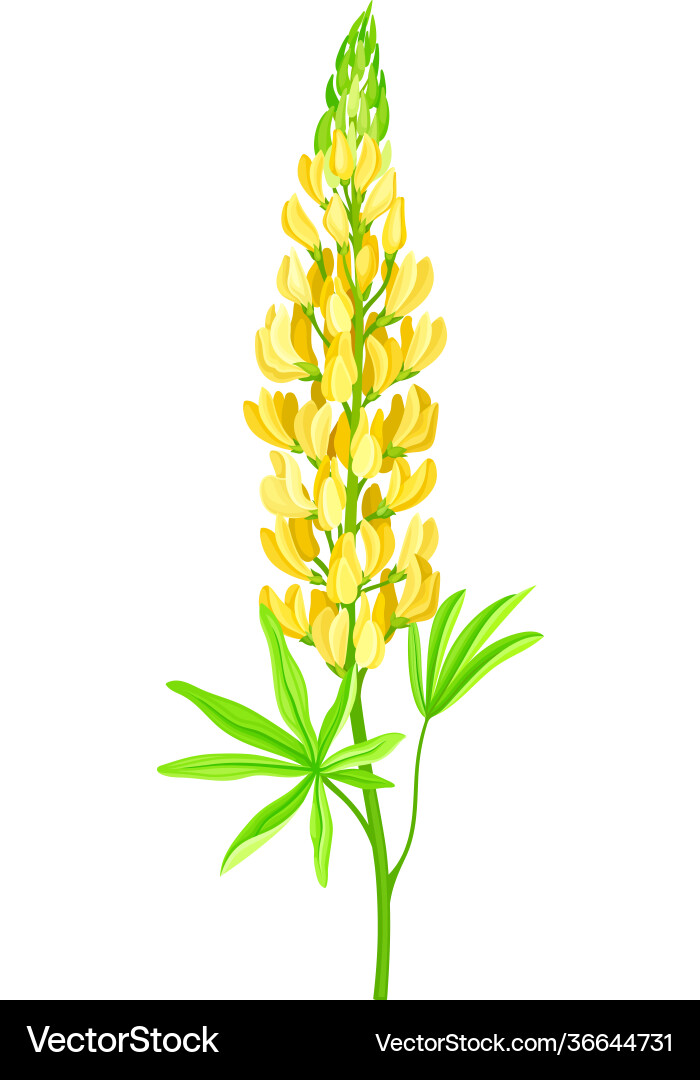 Gelbe Lupinus oder lupine dichte Blume Gelbe Lupinus oder lupine dichte Blume vektorbild