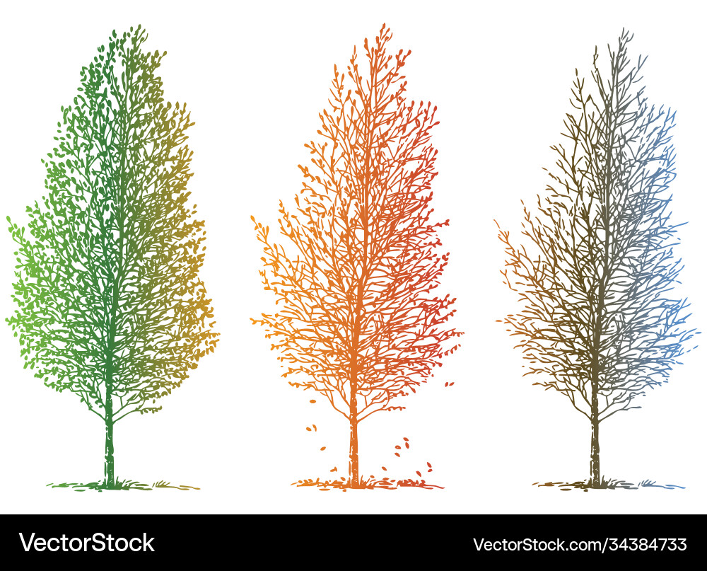 Image sketches deciduous tree in different Vector Image