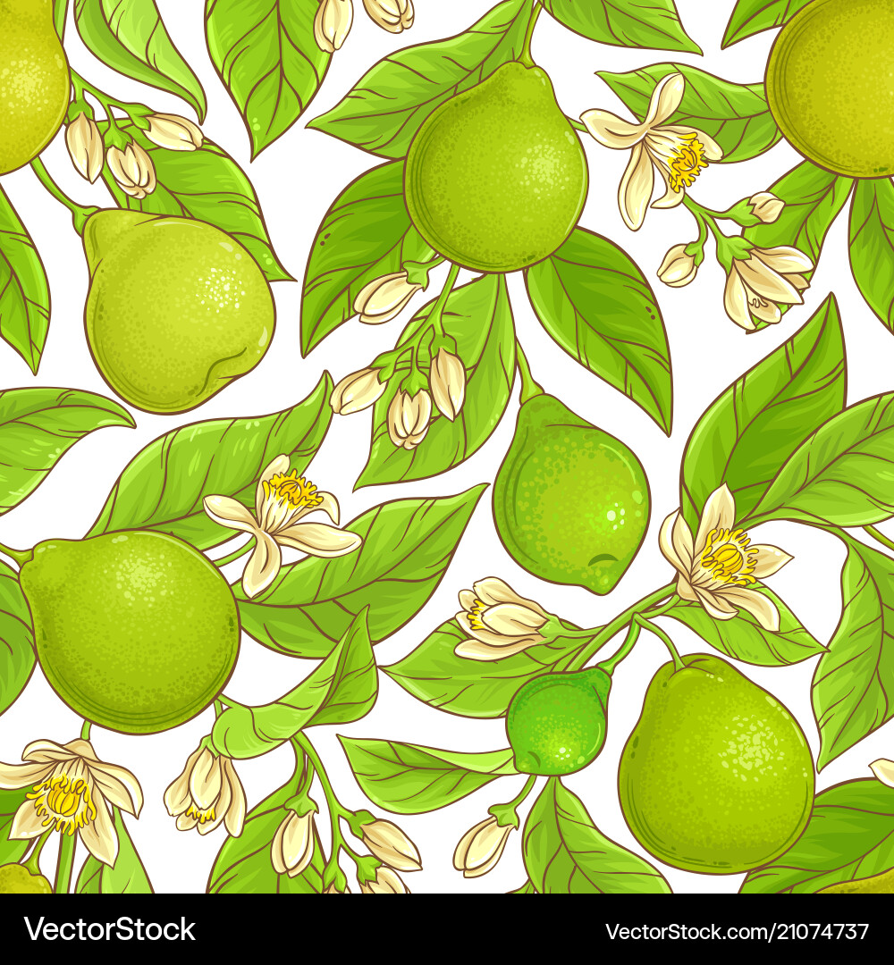Bergamot Branch Pattern Royalty Free Vector Image