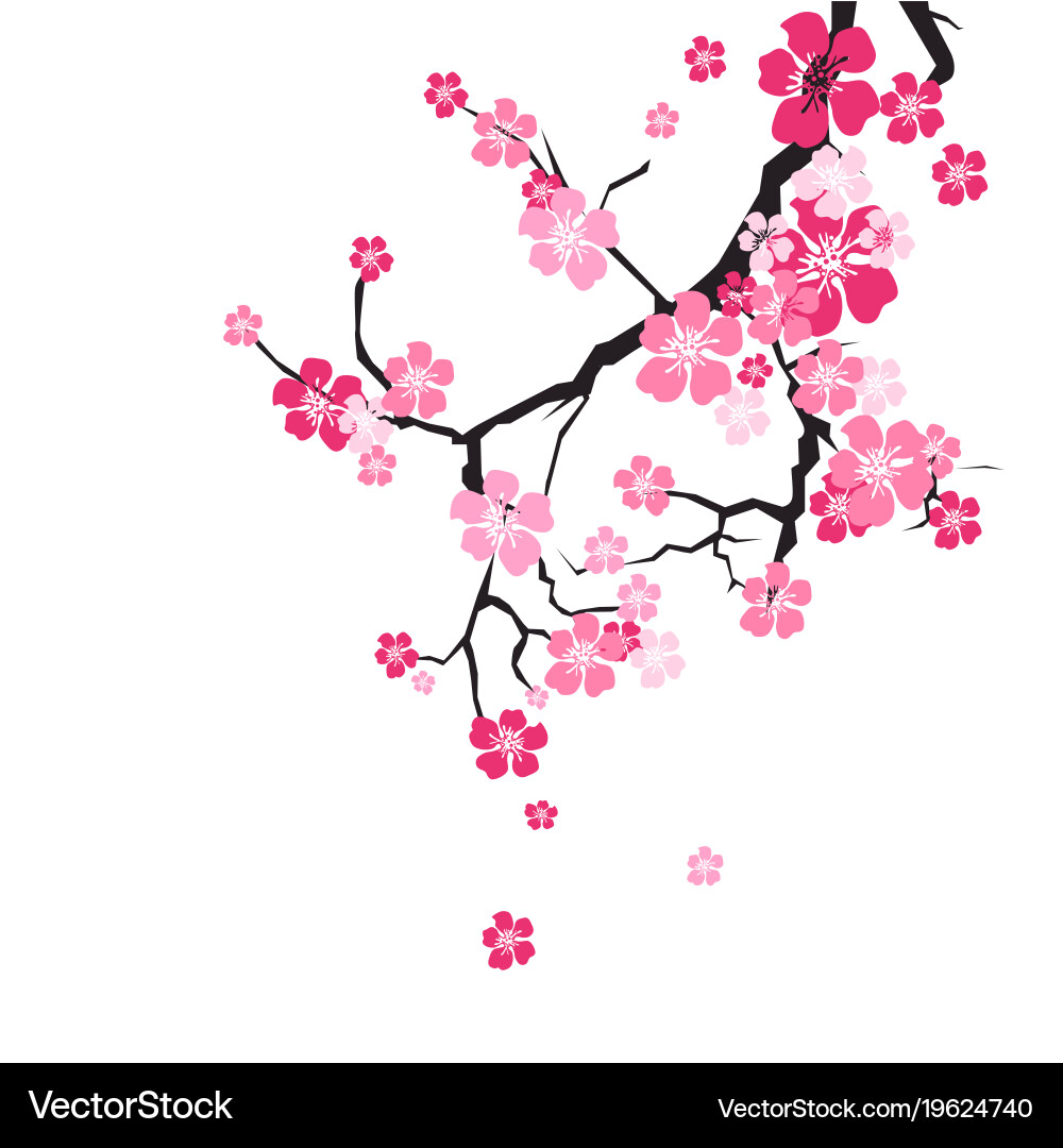 Cherry blossom background sakura flowers pink Vector Image