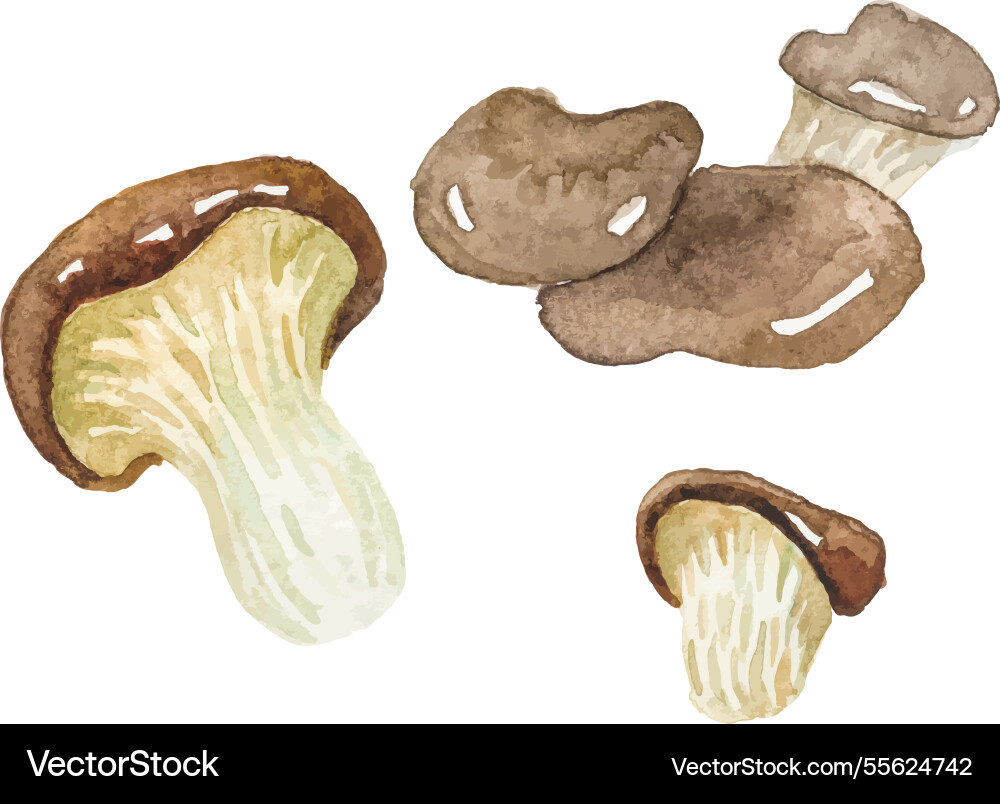 Watercolor painted oyster mushroom hand drawn Watercolor painted oyster mushroom hand drawn vector image