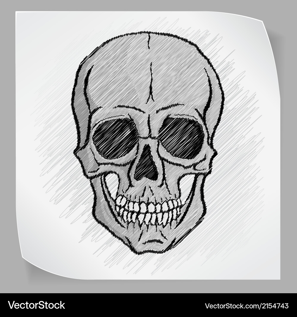 Human skull Royalty Free Vector Image - VectorStock