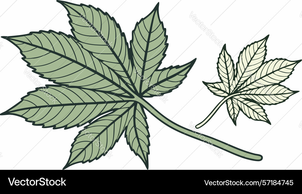 Detailed grape leaf branch art design generative vector image