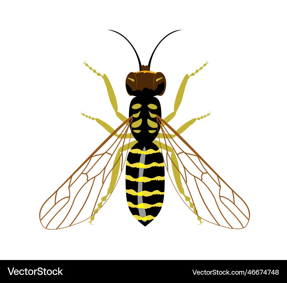 Wasp isolated image on a white background insect Vector Image