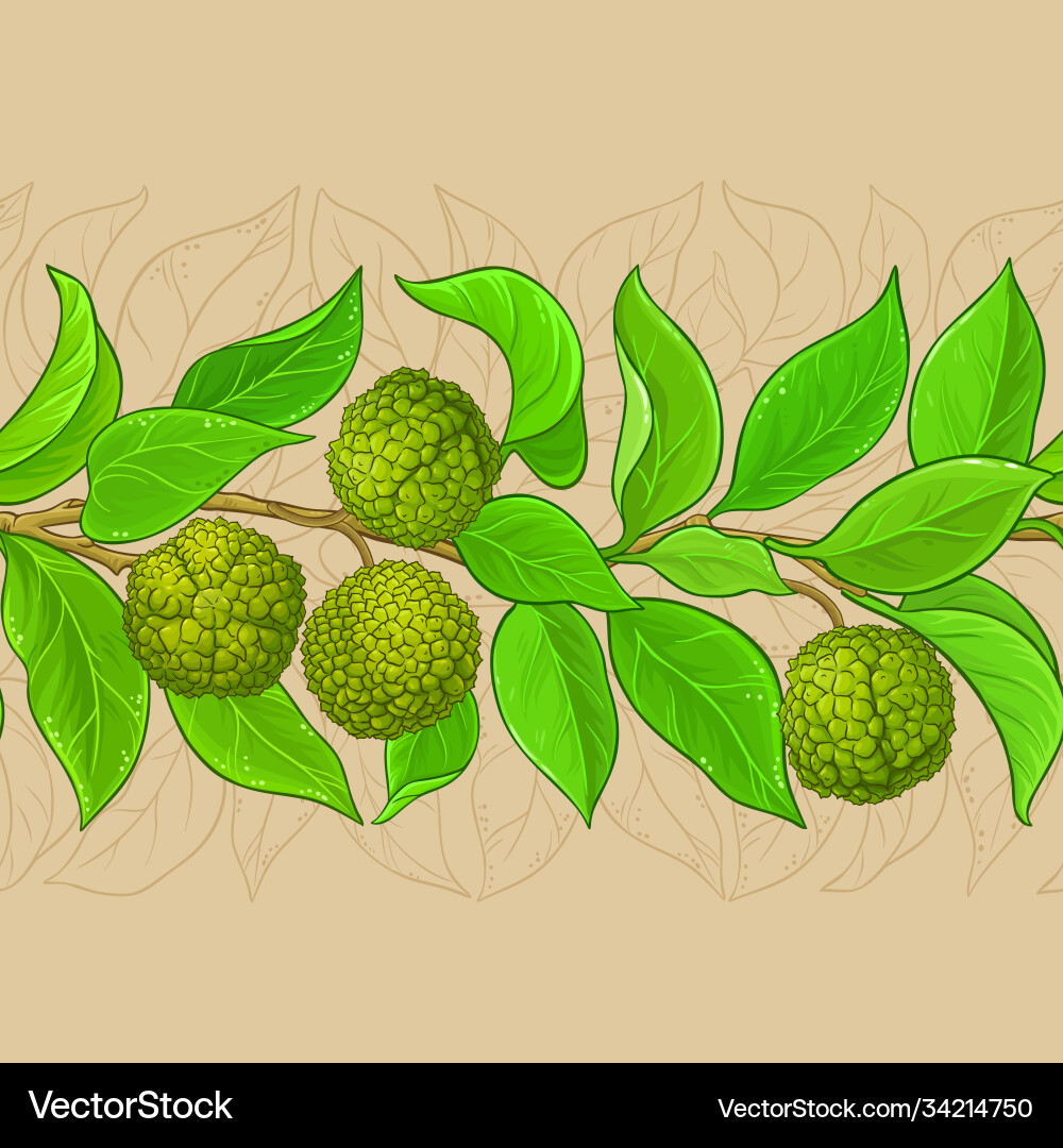 Calodendrum branches pattern on color Calodendrum branches pattern on color vector image