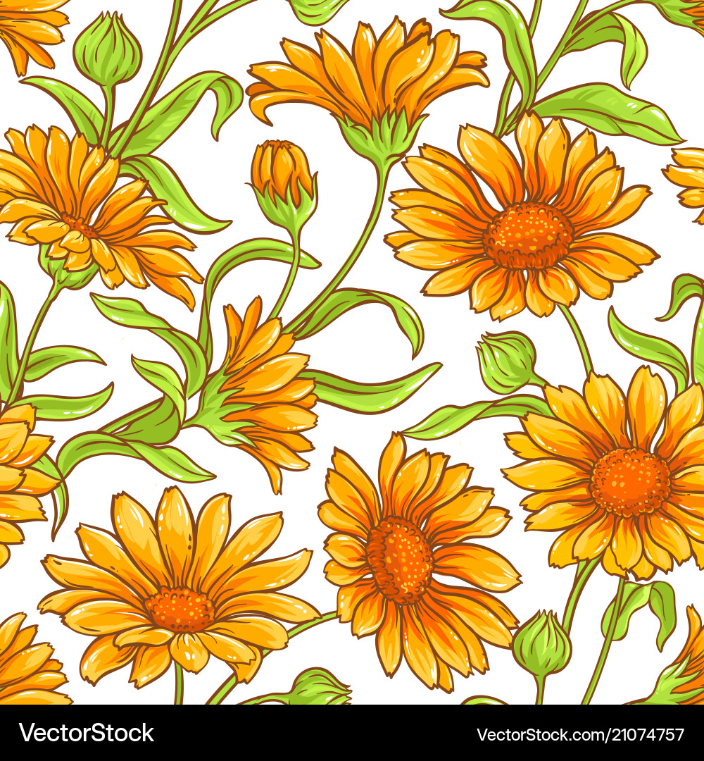 Calendula Flower Pattern Vector Image