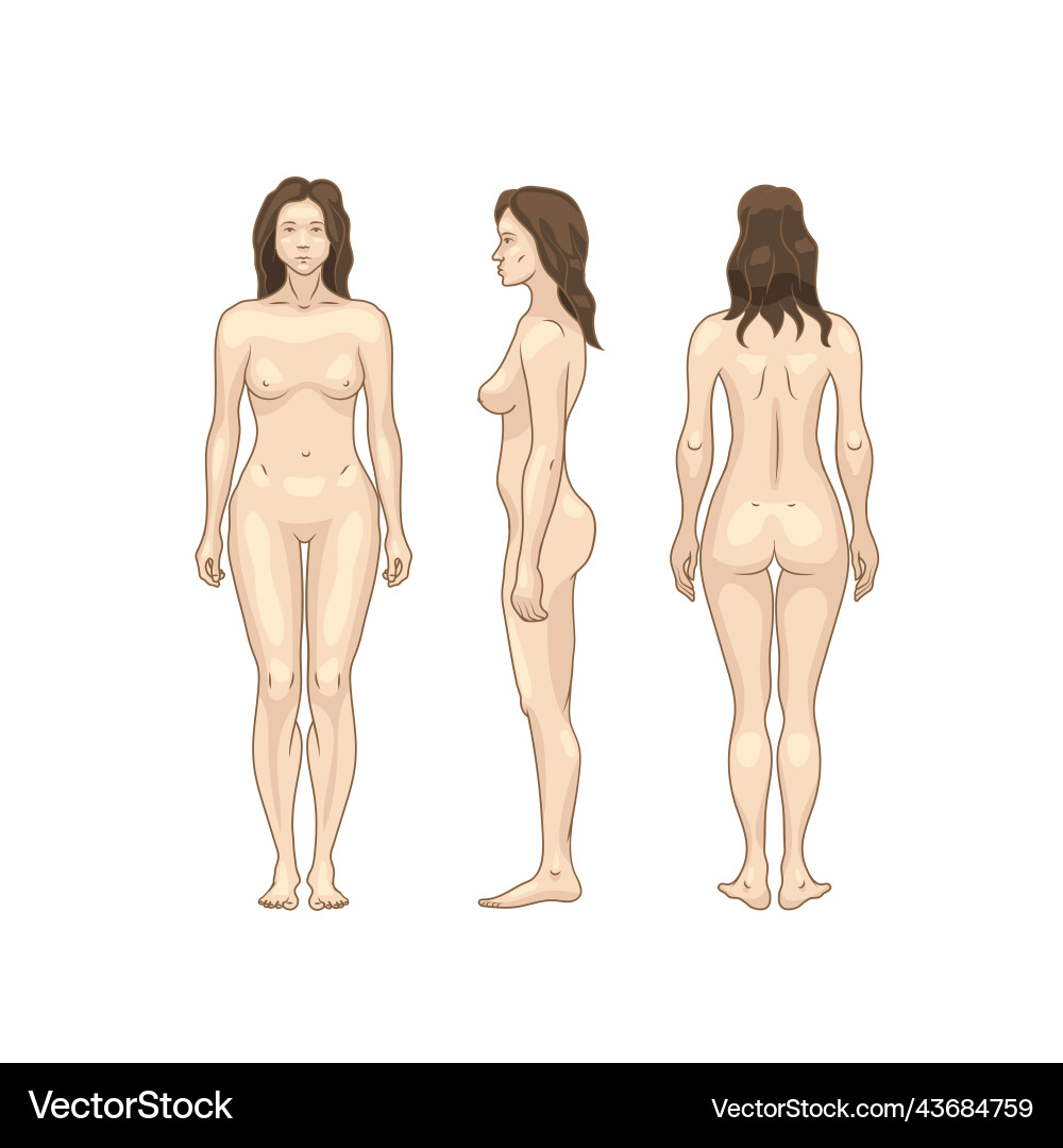 Colour silhouettes of woman body detailed anatomy Colour silhouettes of woman body detailed anatomy vector image