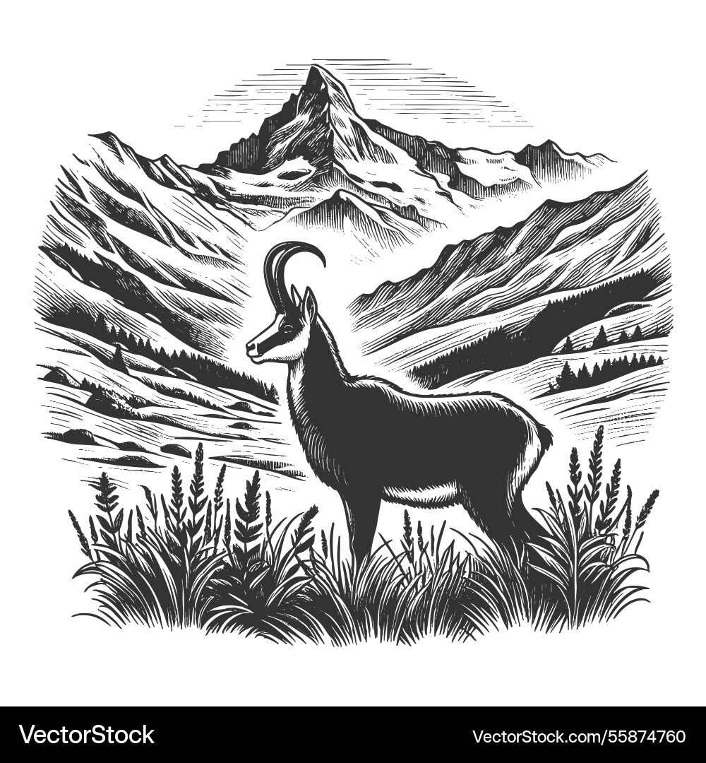 Alpine ibex in mountains engraving Alpine ibex in mountains engraving vector image