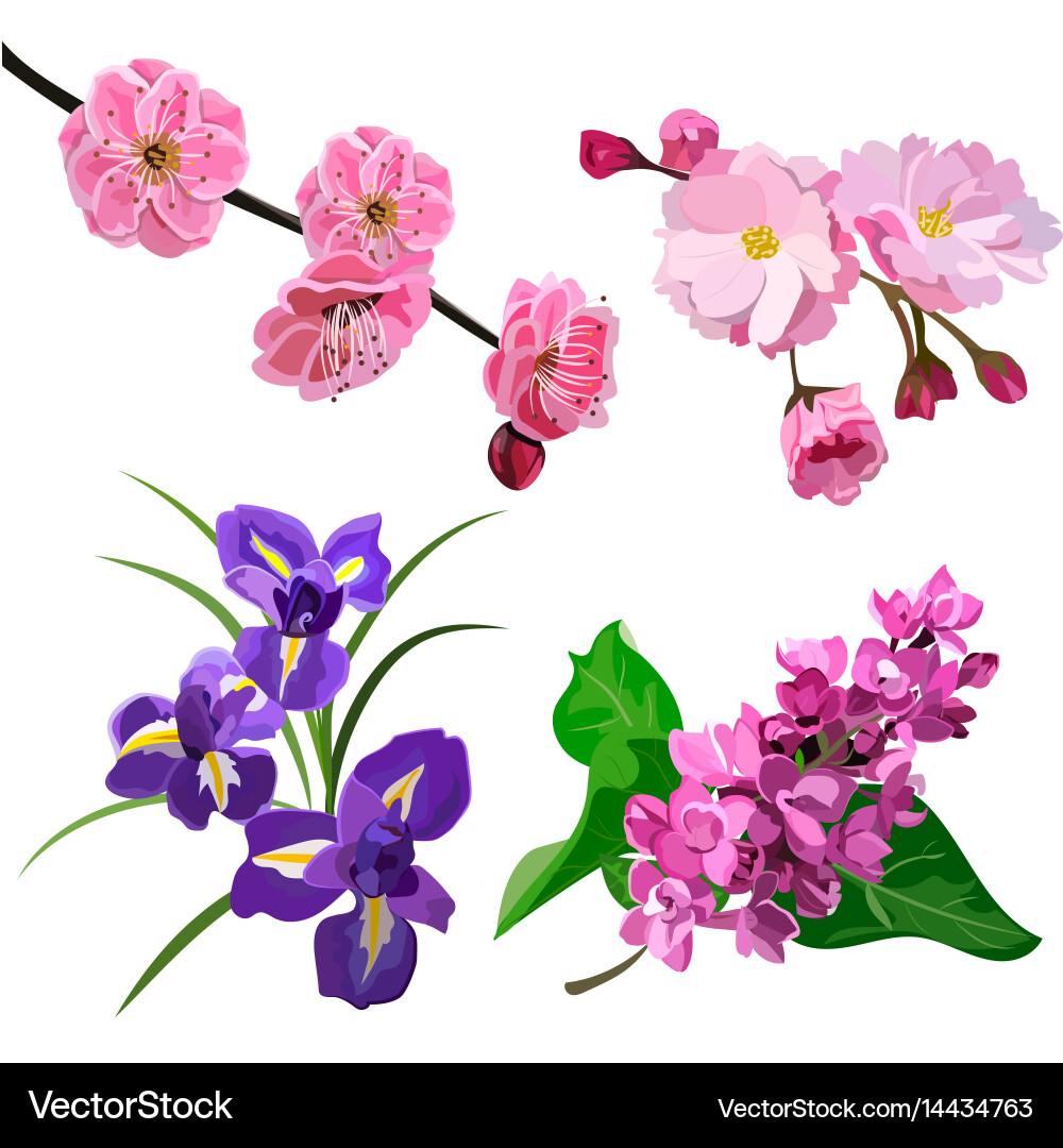 Spring flowers set Royalty Free Vector Image - VectorStock