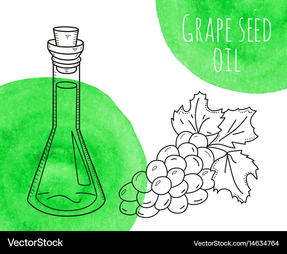 Hand drawn grape seed oil bottle with green Vector Image