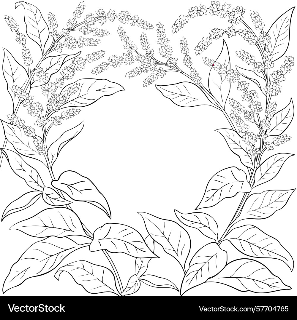 Amaranth branch with flowers outline frame vector image