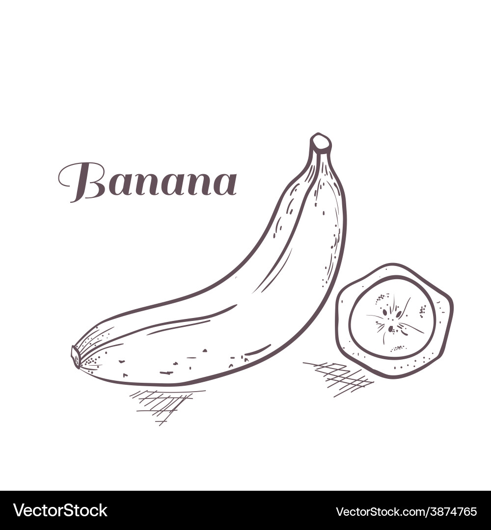 Engraved banana with slice vector image
