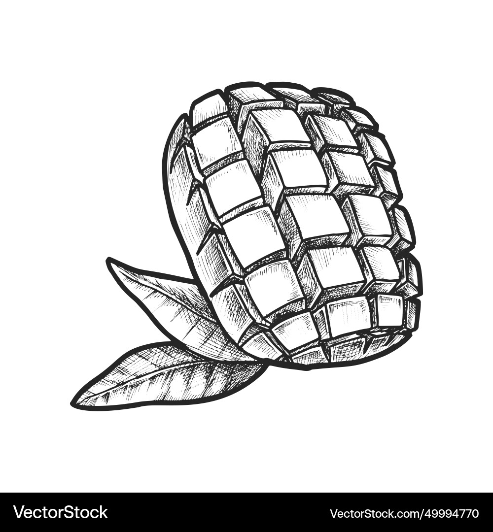 Chopped mango sketch or sliced stone fruit Chopped mango sketch or sliced stone fruit vector image