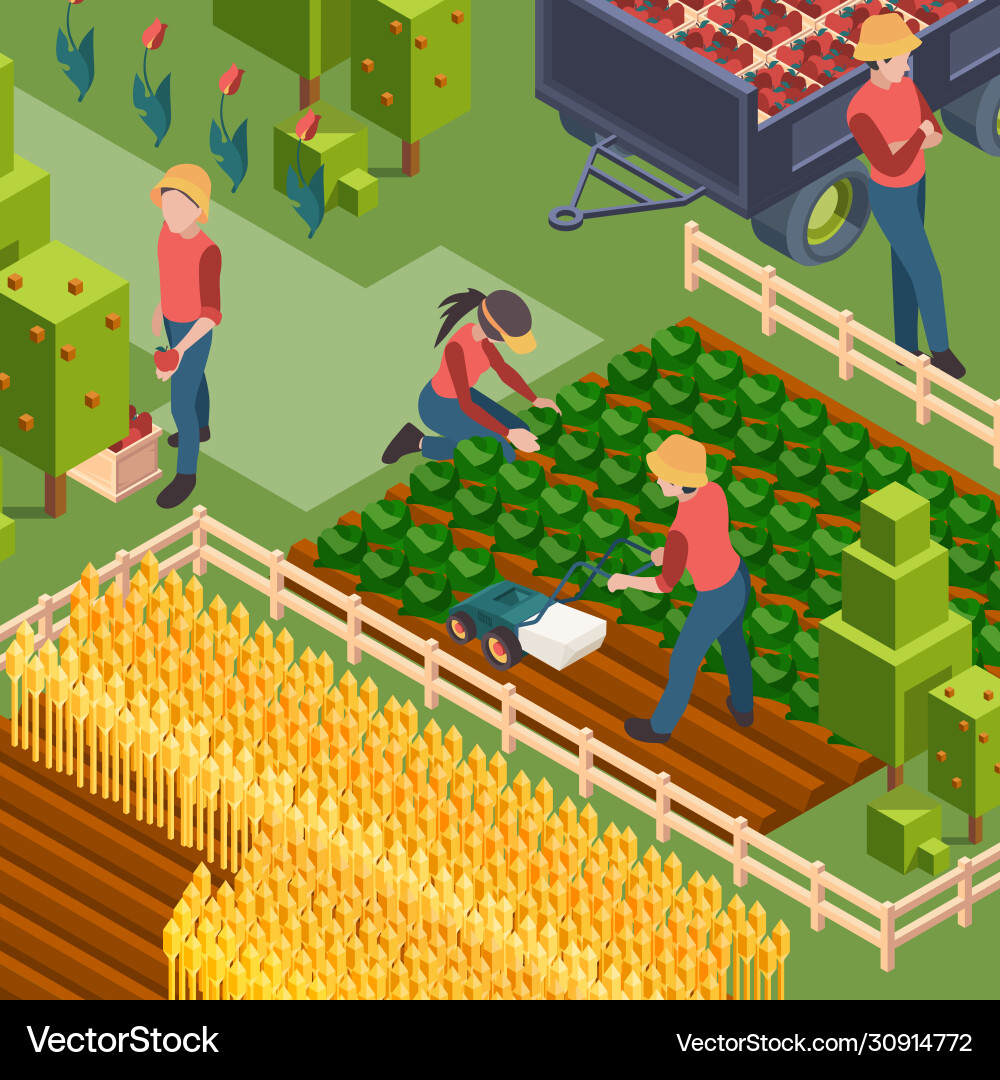 Farmers harvest isometric people working on field vector image