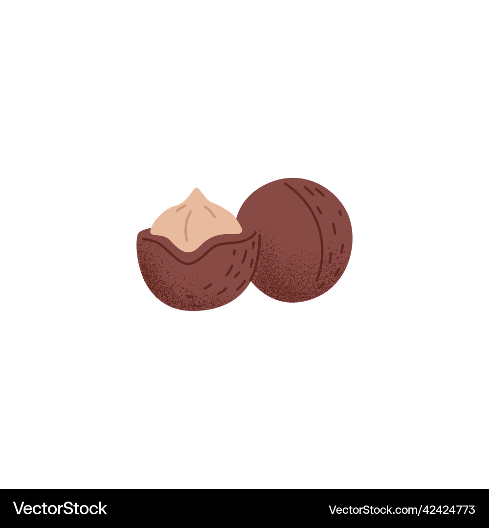 Raw dry macadamia nuts in nutshell fresh ripe Raw dry macadamia nuts in nutshell fresh ripe Vector Image