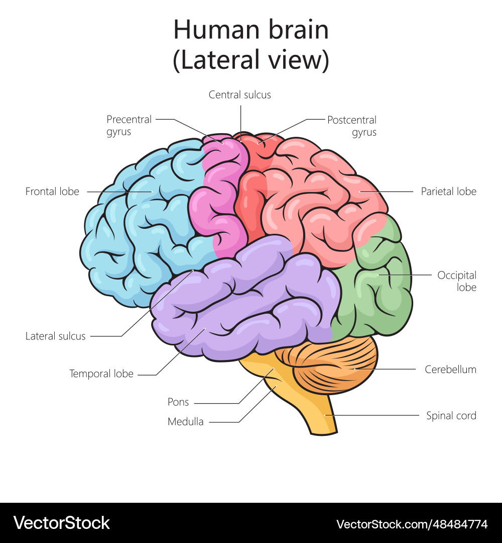 Parts and structures of the brain. Parts of human brain. Строение мозга. Parts of human brain. Анатомия головного мозга человека.