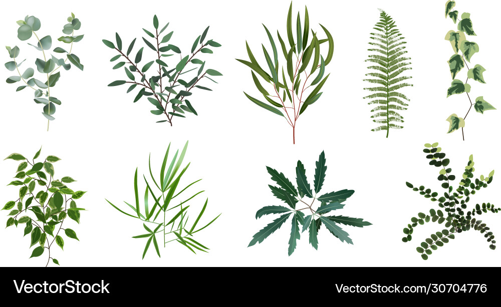 Realistic green herb plants nature plant leaves Realistic green herb plants nature plant leaves Vector Image