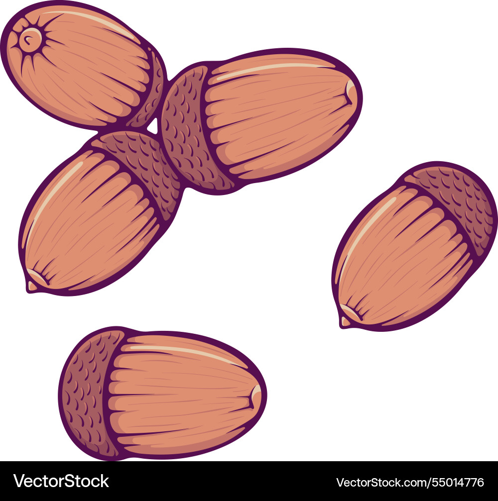 Set of acorns color Vector Image