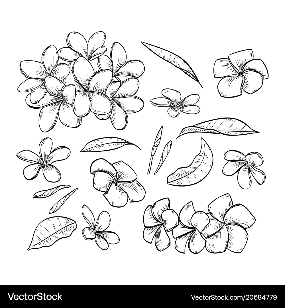 Hand drawn elegant plumeria Hand drawn elegant plumeria vector image