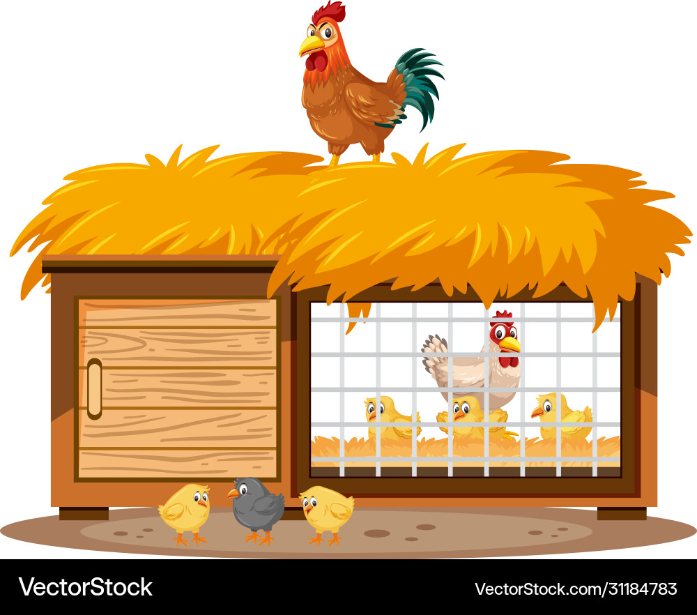 Chicken coops and chickens on white background Vector Image