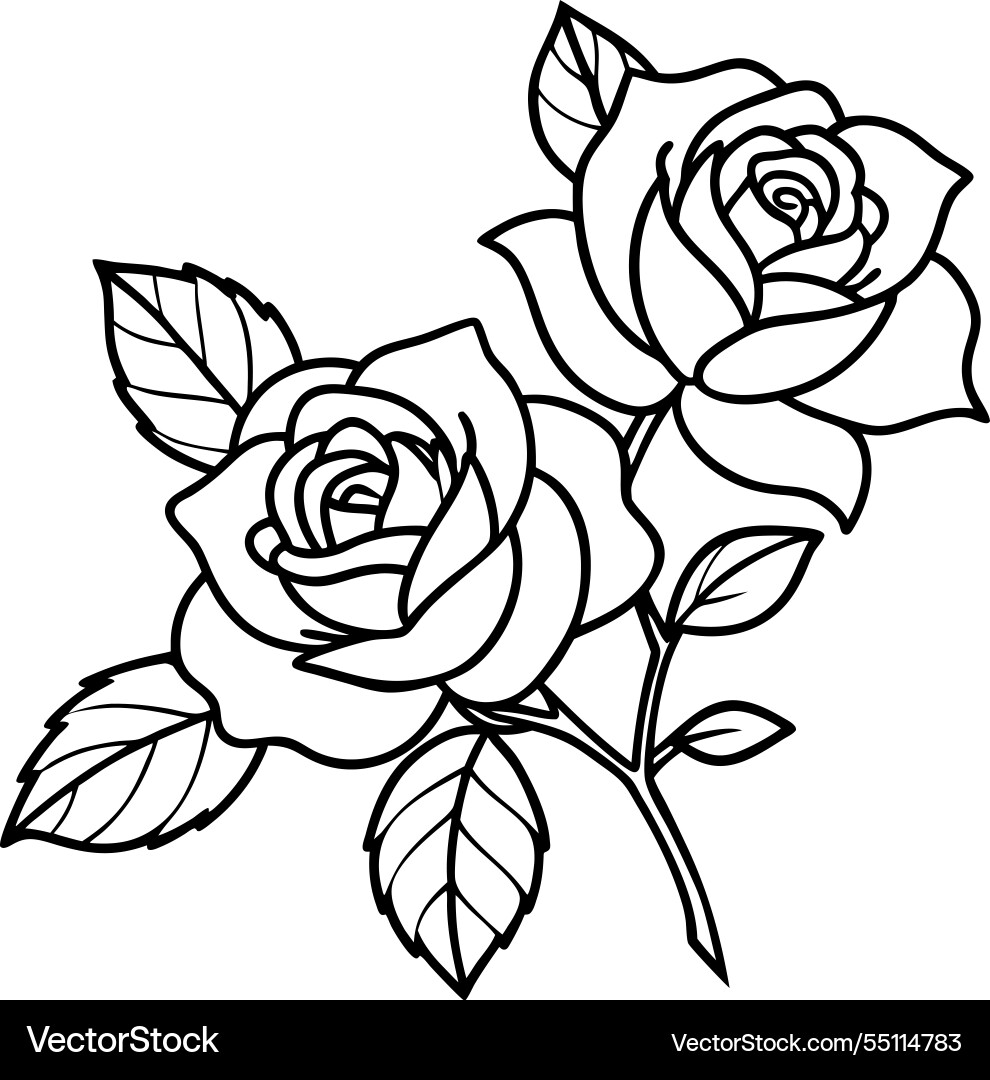 Elegant Rose Line Art Vector Image