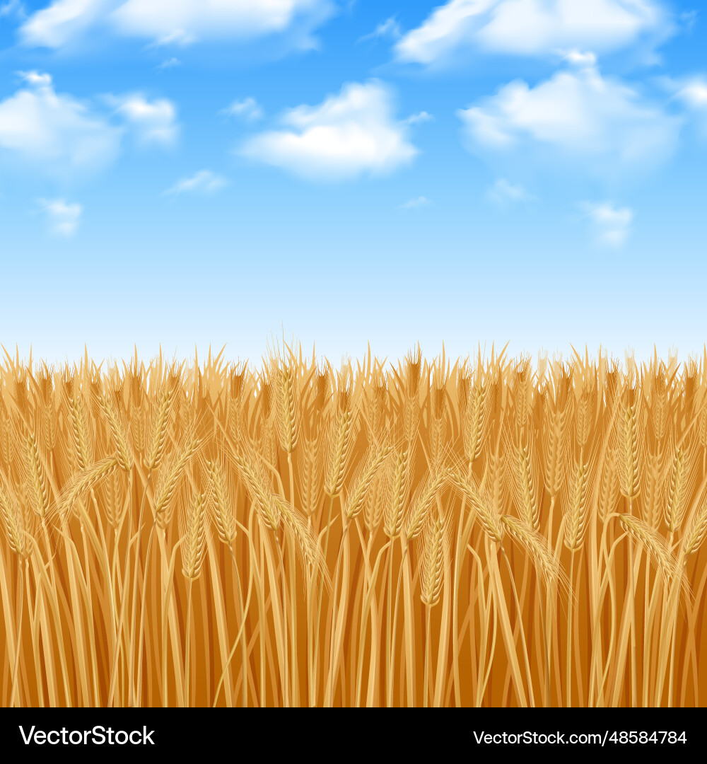 Wheat field background Vector Image