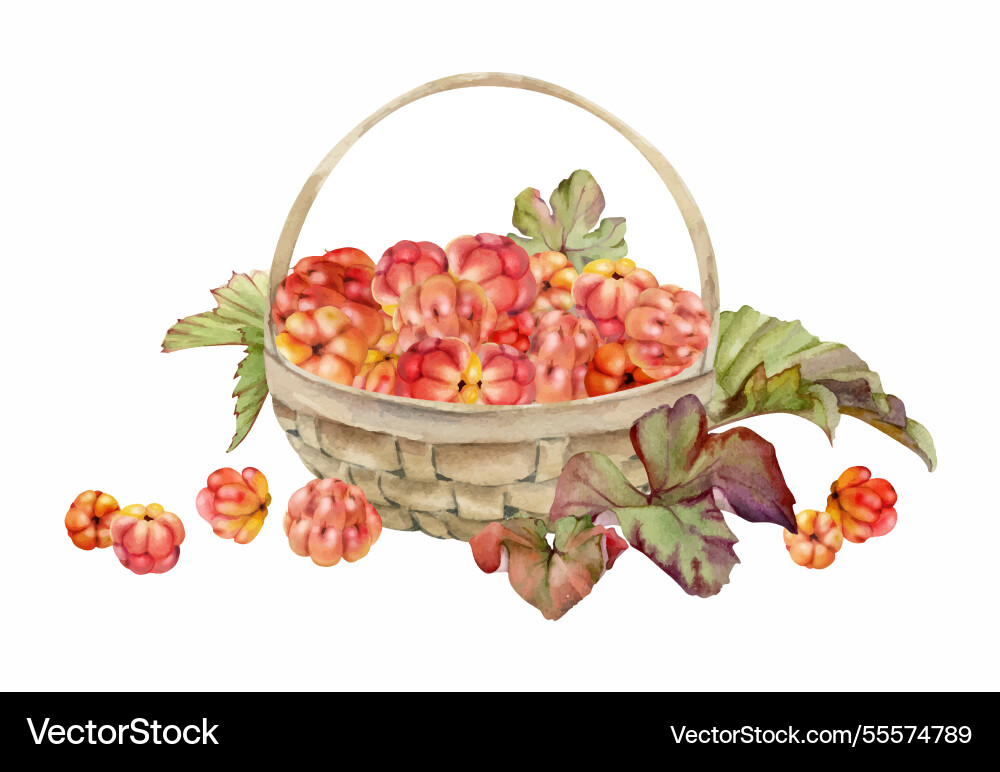 Cloudberry raspberry with leaves in weaved basket Cloudberry raspberry with leaves in weaved basket Vector Image