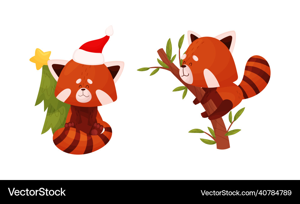 Red panda celebrating christmas and sitting Red panda celebrating christmas and sitting Vector Image