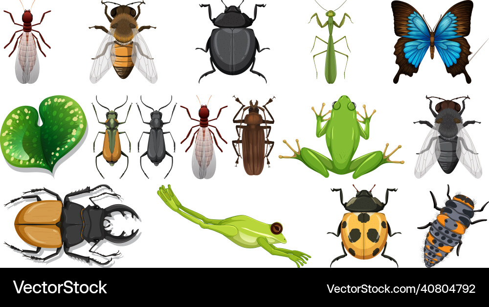 Different insects collection isolated on white Different insects collection isolated on white vector image