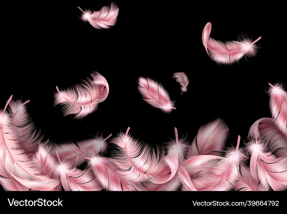 Pink Feathers Falling - Swan & Flamingo vector image