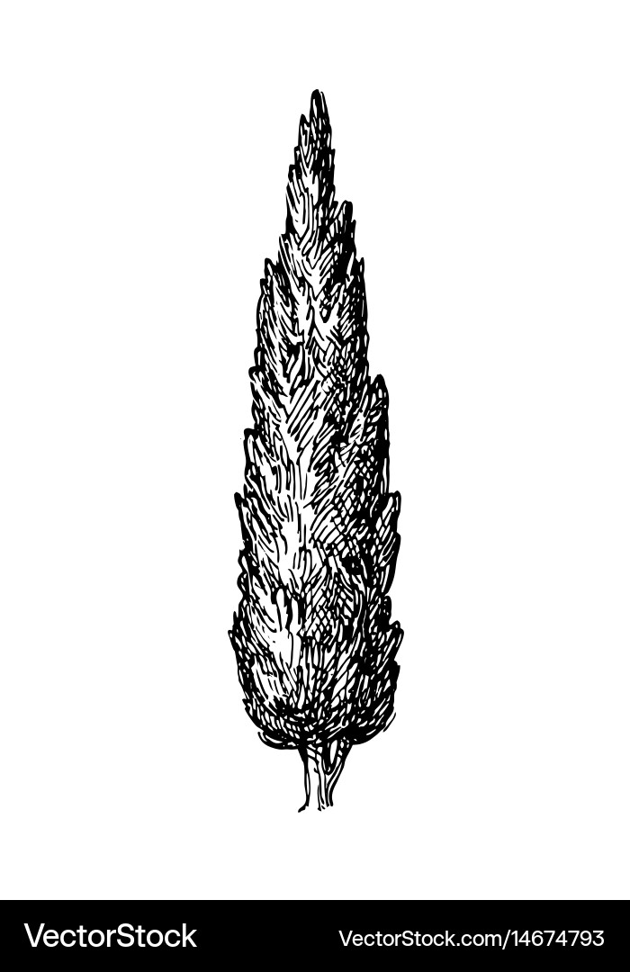 Cypress Tree Sketch Vector Image