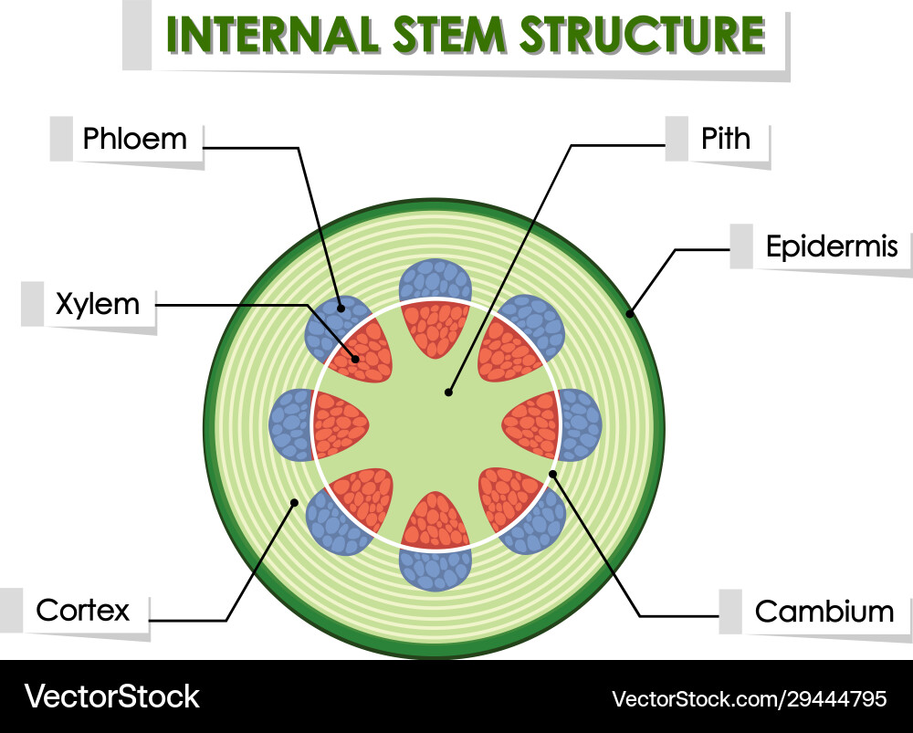 Diagram showing internal stem structure vector image