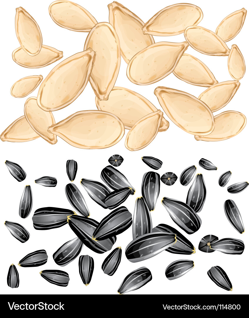 Pumpkin and Sunflower Seeds - Close-Up Vector Image