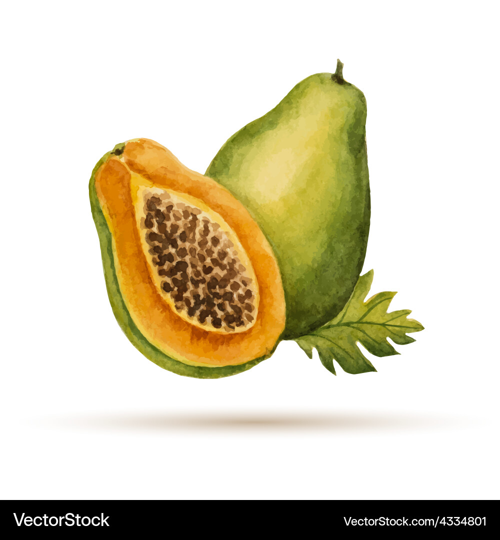 Papaya Royalty Free Vector Image - VectorStock