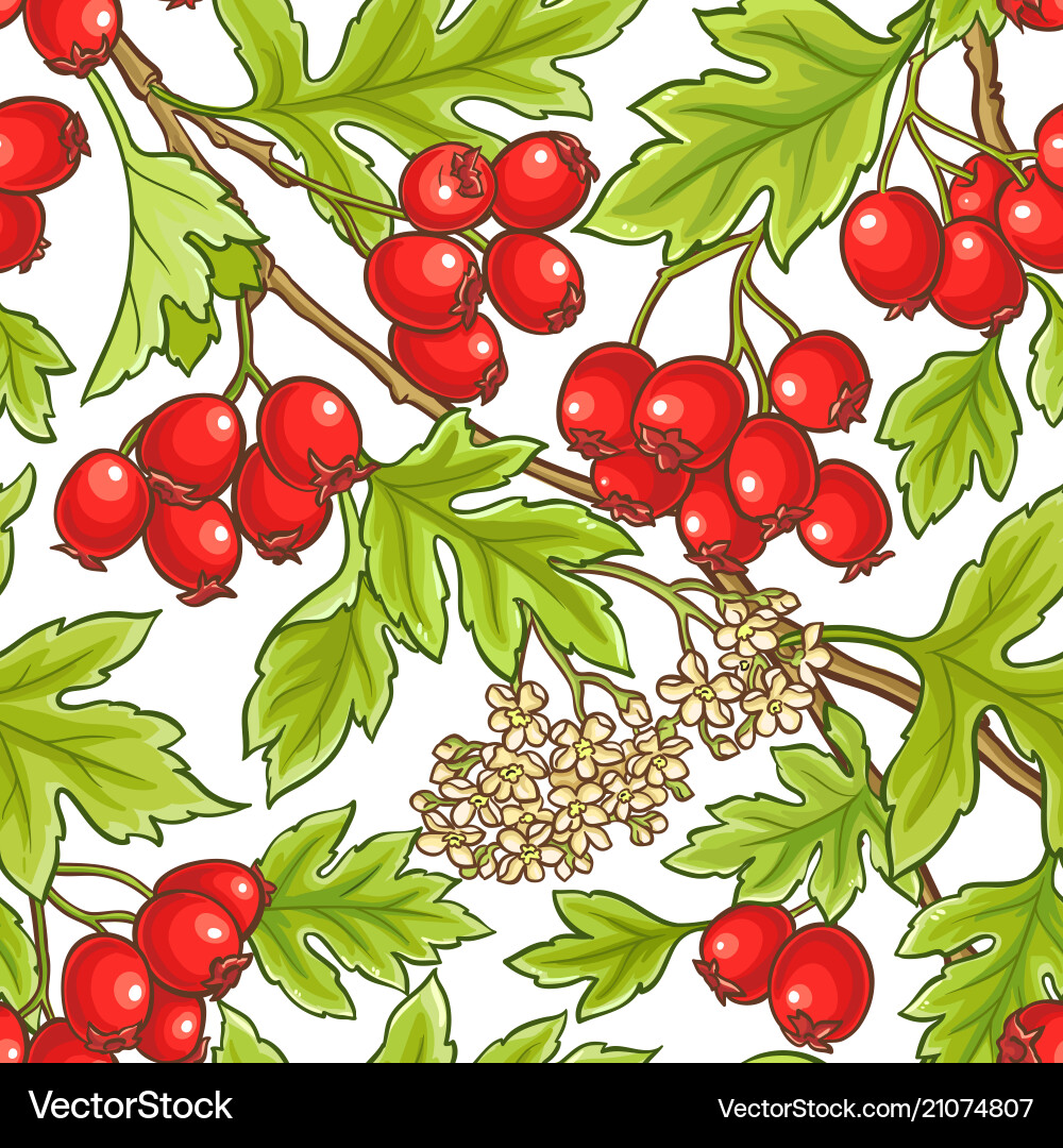 Hawthorn branch pattern Hawthorn branch pattern vector image