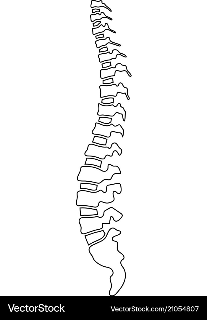 Human spine vector image