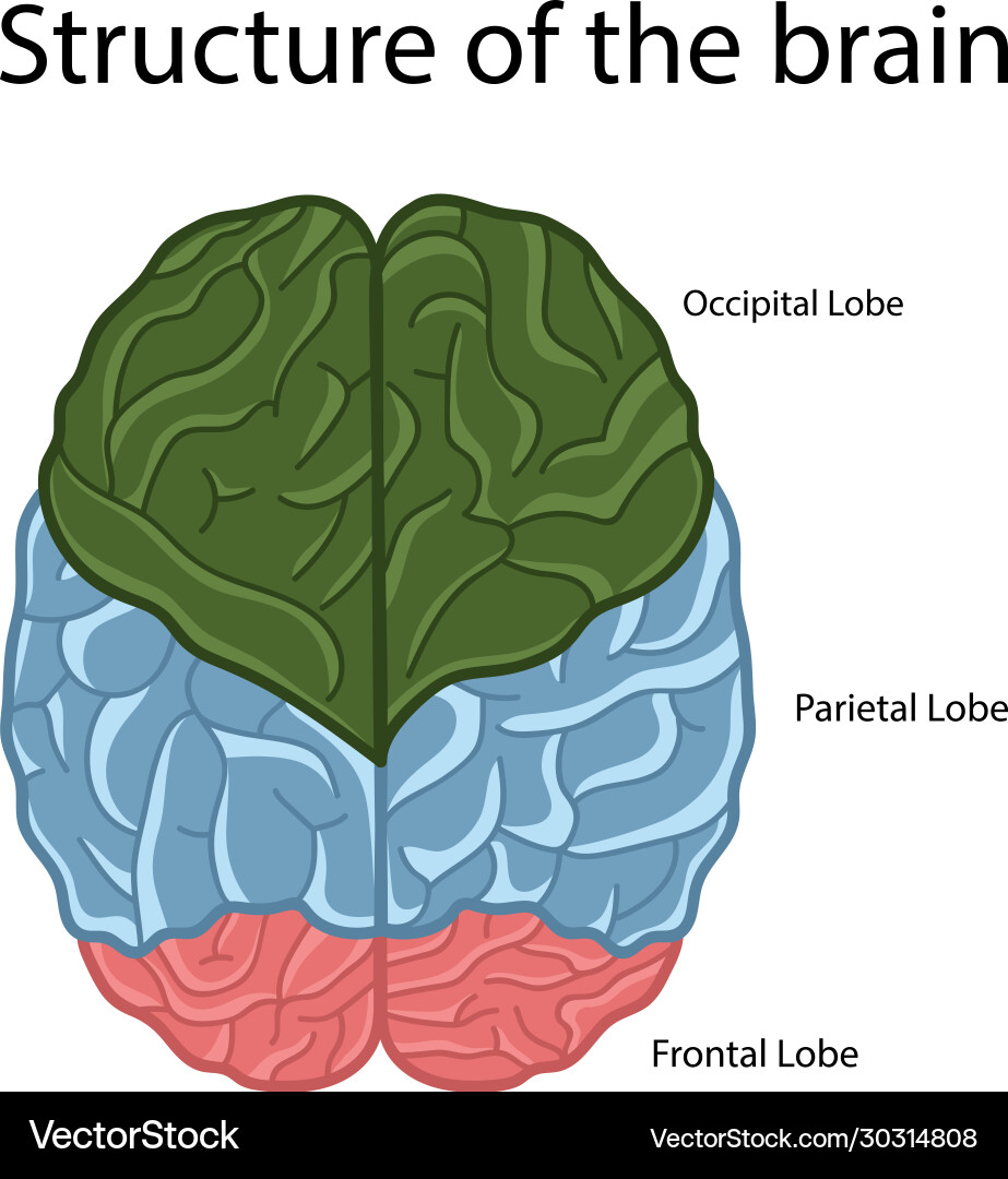 Brain structure Vector Image