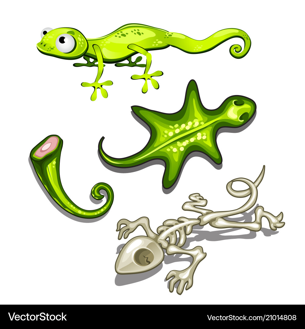 Set of objects on the subject lizards Set of objects on the subject lizards vector image