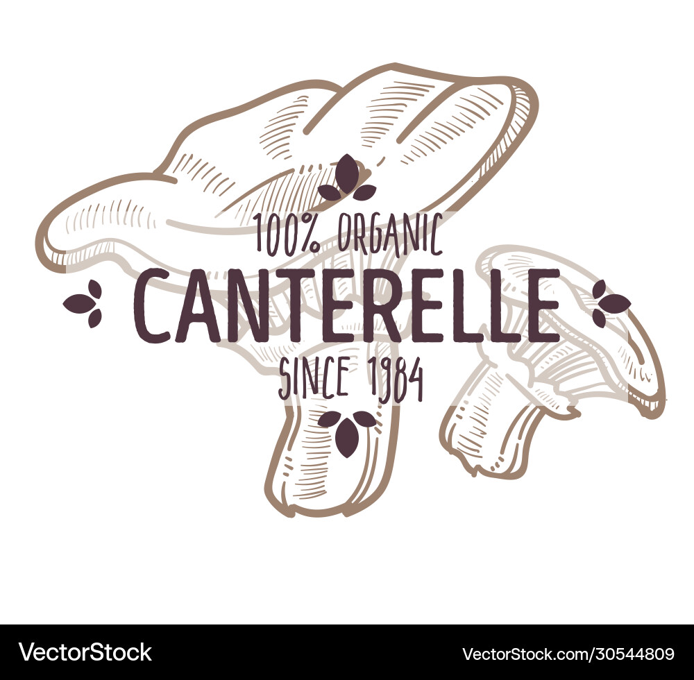 Chanterelle mushroom label cantharellus fungi Chanterelle mushroom label cantharellus fungi vector image