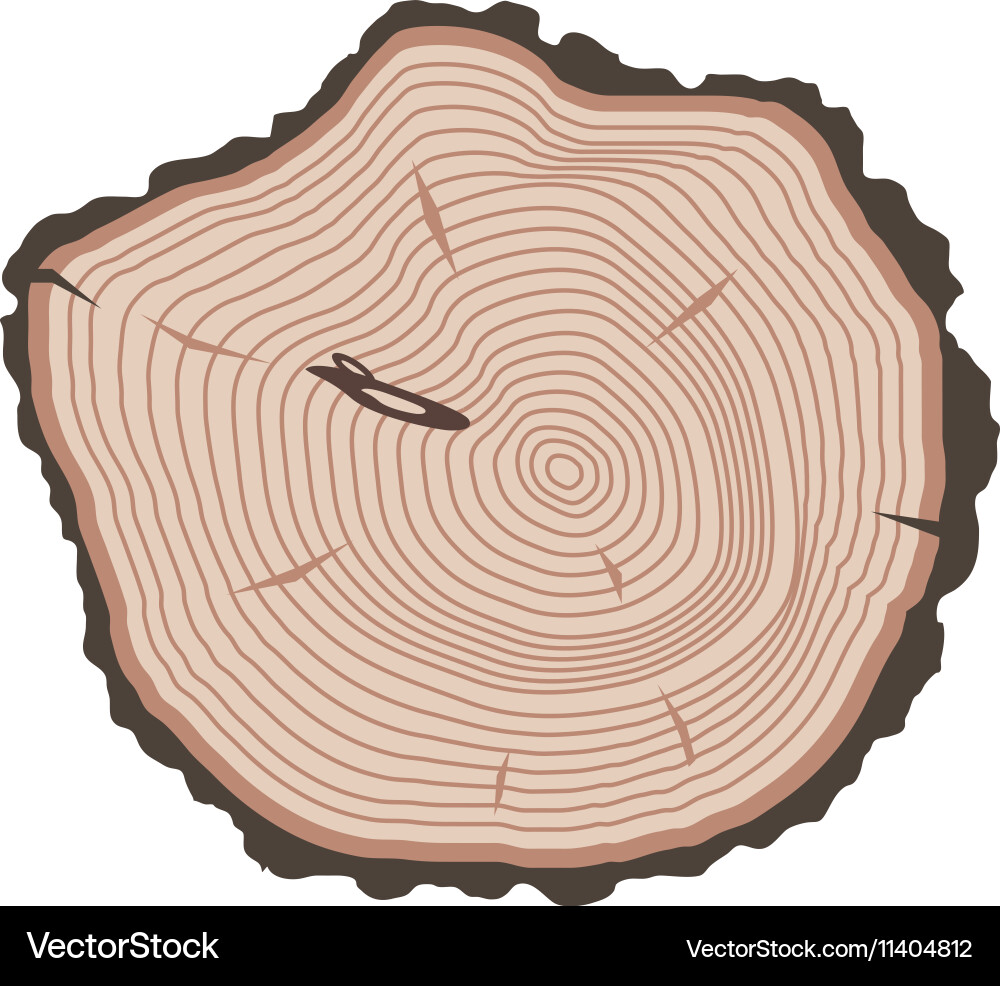 Tree slices isolated vector image