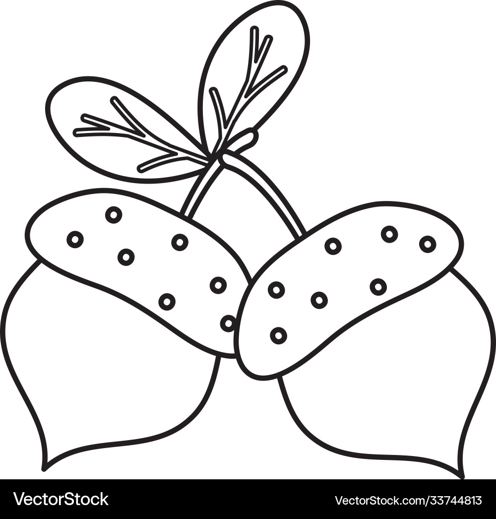 Acorns icon image line style vector image