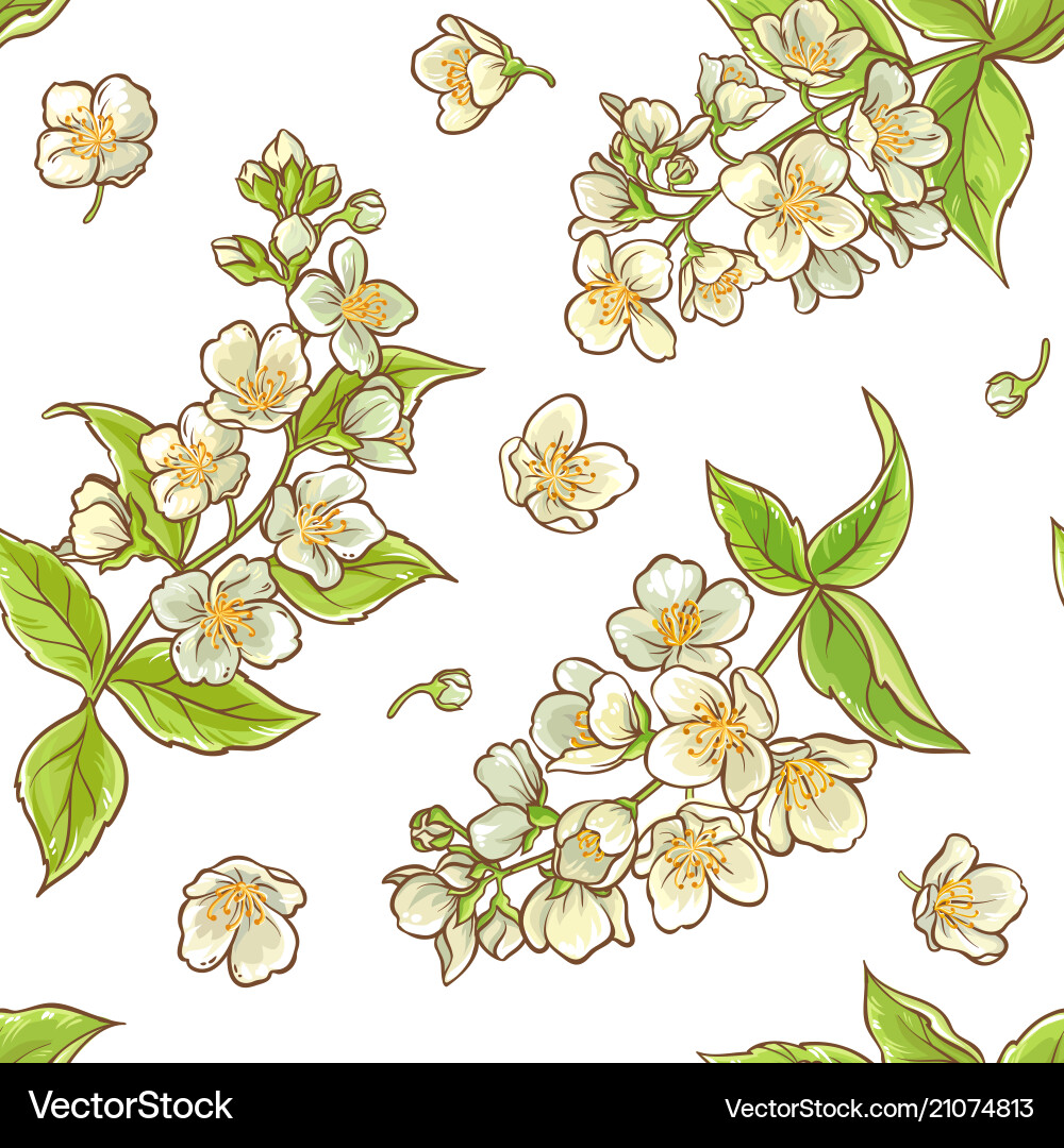 Jasmine branch pattern vector image