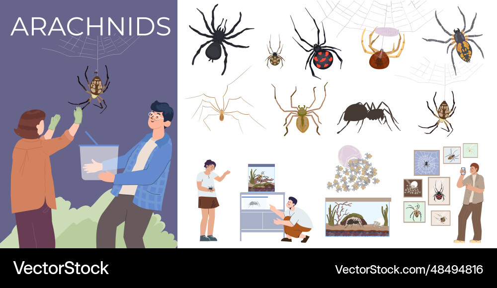 Arachnids insect compositions set Arachnids insect compositions set vector image