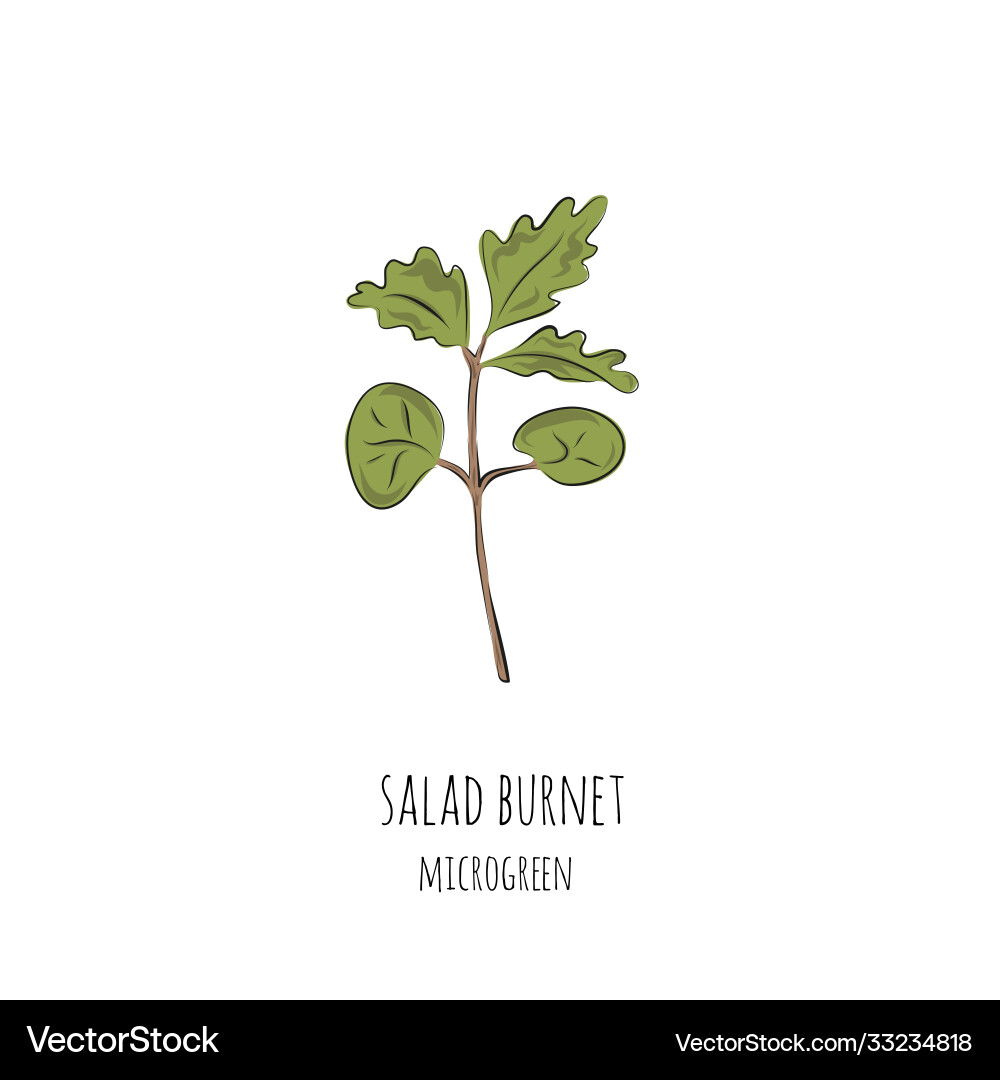 Hand drawn salad burnet micro greens Hand drawn salad burnet micro greens vector image