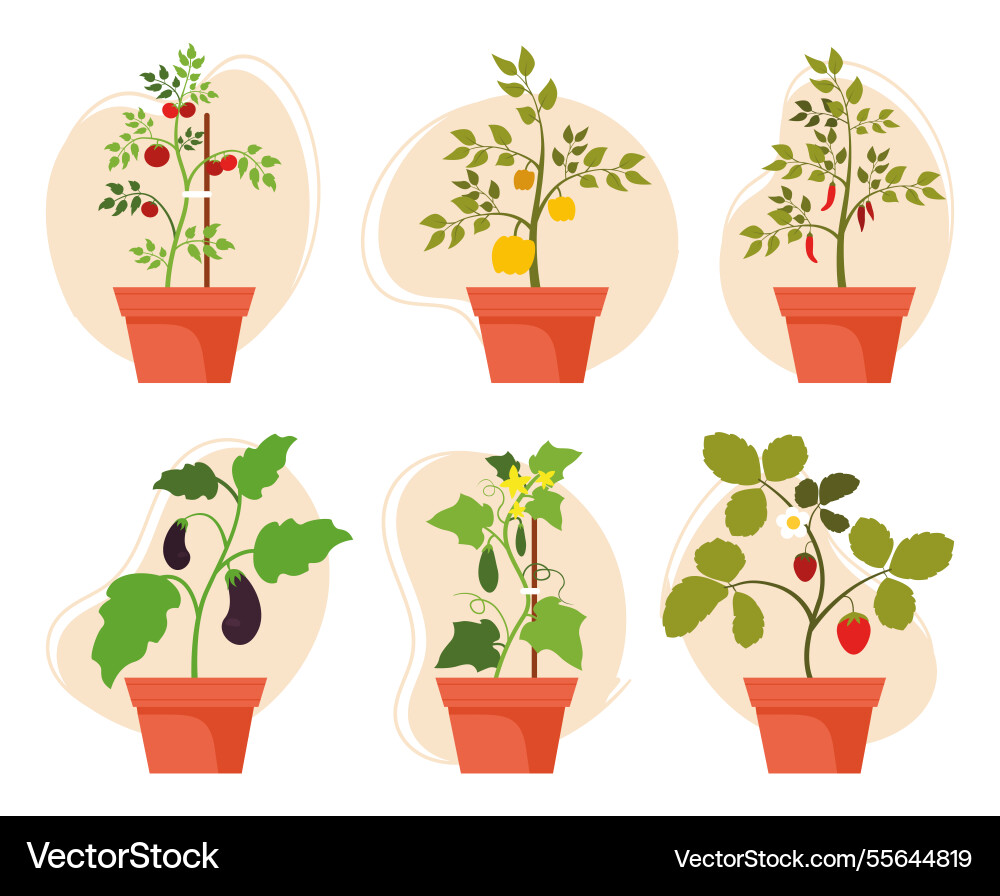 Potted vegetable and fruit plants collection Potted vegetable and fruit plants collection vector image