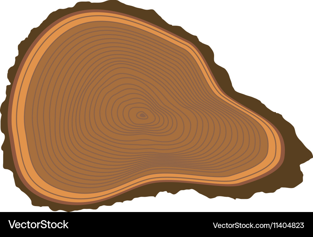 Tree slices isolated vector image
