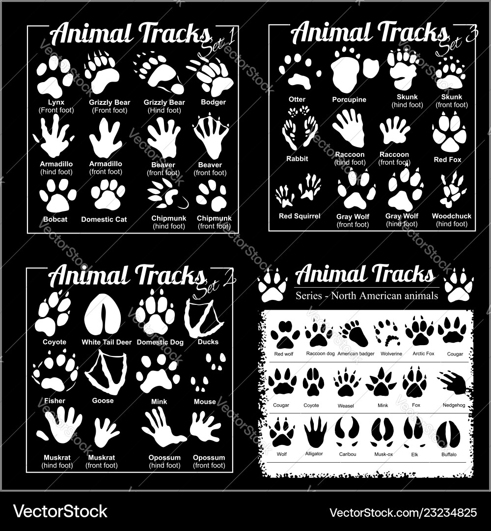 North American Animal Tracks Vector Image